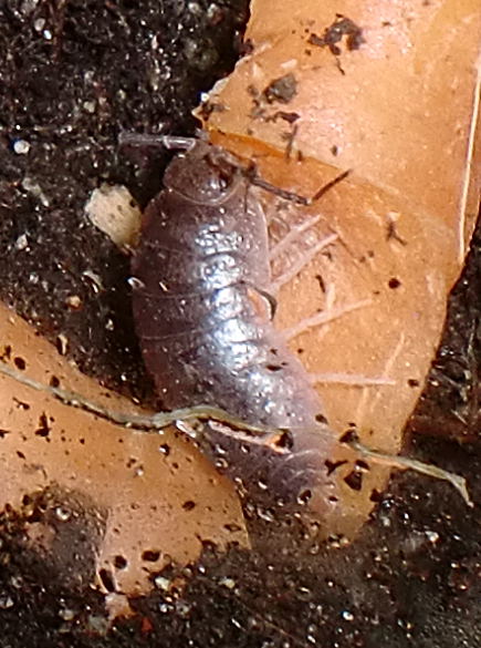 Woodlouse