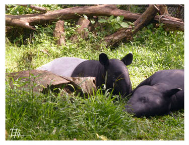 Tapir is love Tapir is life