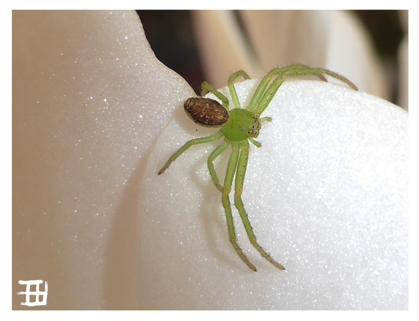 Diaea dorsata on Orchid