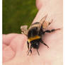 Bumblebee resting on hand