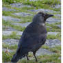 Jackdaw