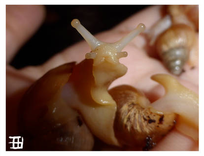 African land snails