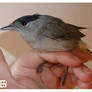 Blackcap