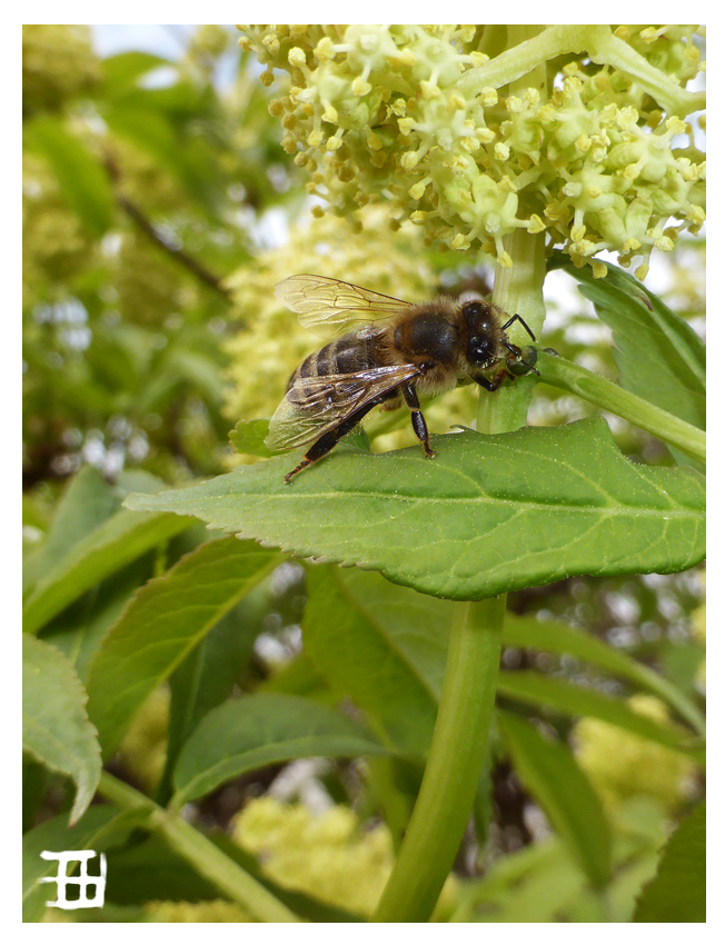 Mlem bee