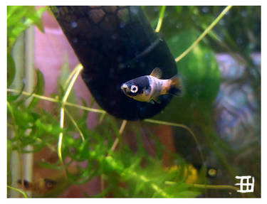 Bumble platy Fry