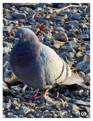 [Photo] Rock Dove