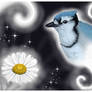 Bluejay and oxeeyed daisy