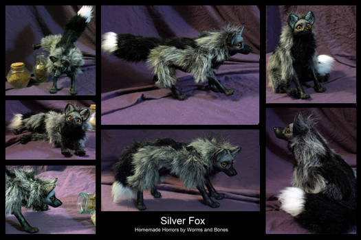 Silver Fox