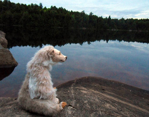 Spirit Bear in Killarney