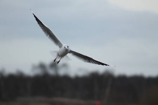 Lone Gull