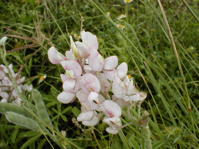 Albino Blue Bonnet