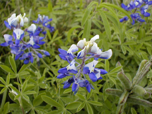 Blue Bonnet