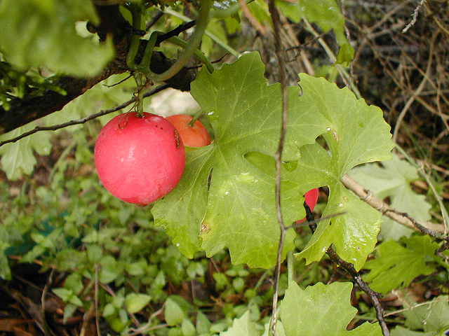 Fruiting Bodies