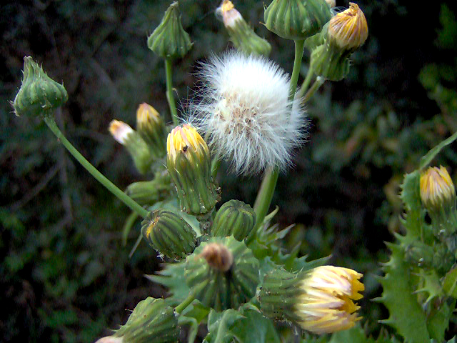 Dandy