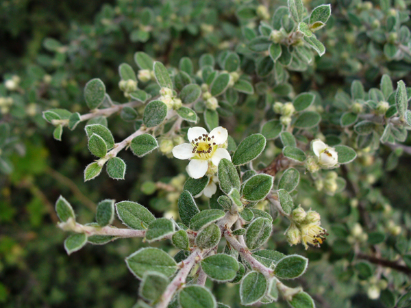Small White Flower