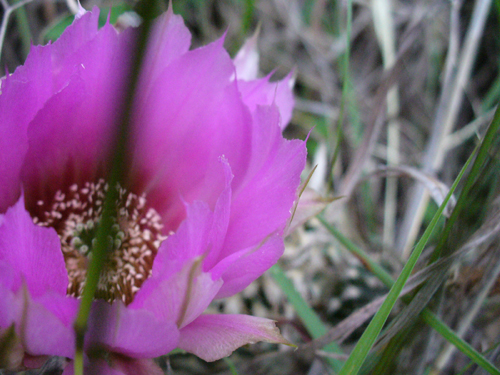 Purple Cacti Flower