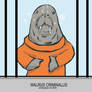 Walrus Criminalus