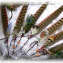 Pheasant Feather Quill Pens