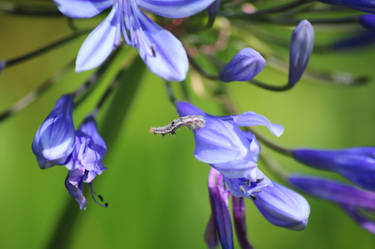 Caterpillar