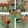 Shiba Inu Reference Set