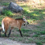 Maned Wolf Yawn