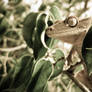 Crested Gecko in Tree