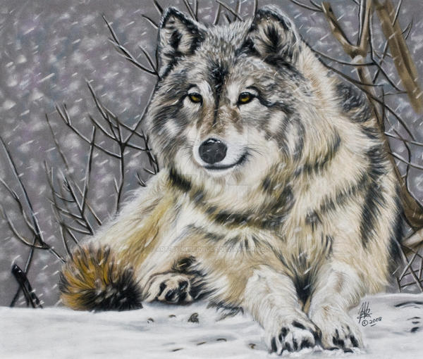 Snow Wolf by Art-by-Rebelwolf on DeviantArt