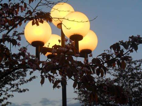 Evening Flowers