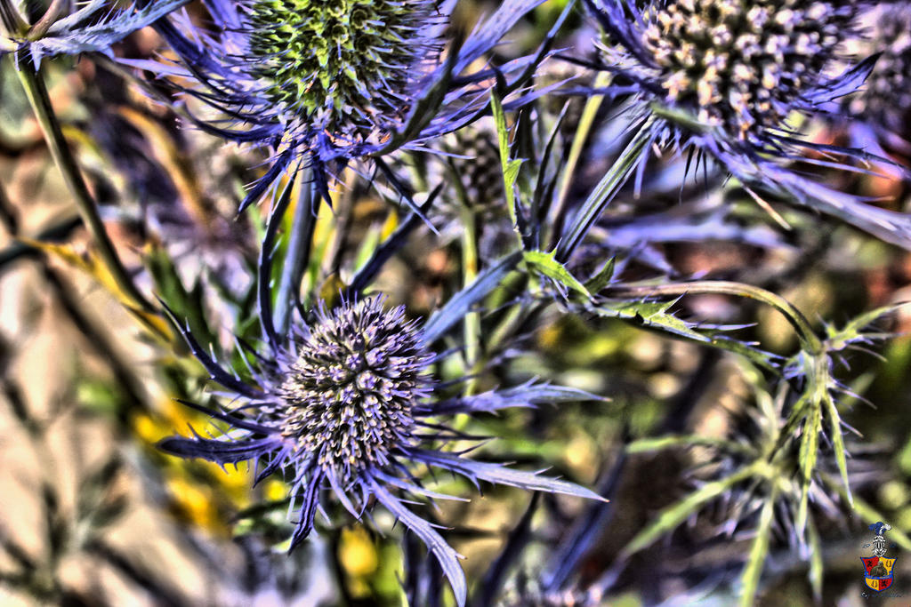 Distel tonmap by GrafvonMontfort on DeviantArt