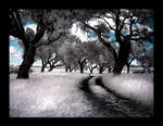 touching nature V by ornie