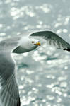 SeaGull Portrait by flayzeraynx