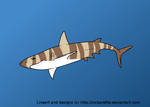 Tiburon by Nickarette adopted by Jakeukalane Tiburon by Nickarette adopted by Jakeukalane
