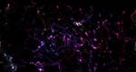 Starfield VIII