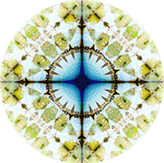 A Perfect Day for Fractalfish
