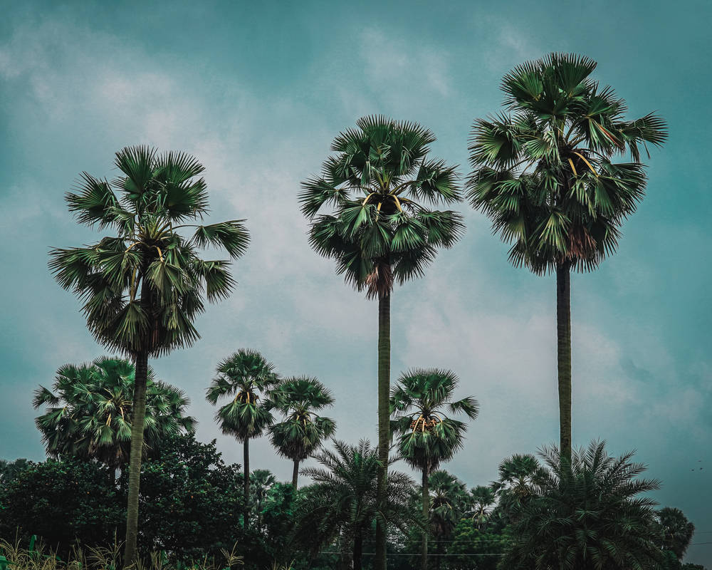 Tar Trees - (Bihar, India) by realabhishekrai on DeviantArt
