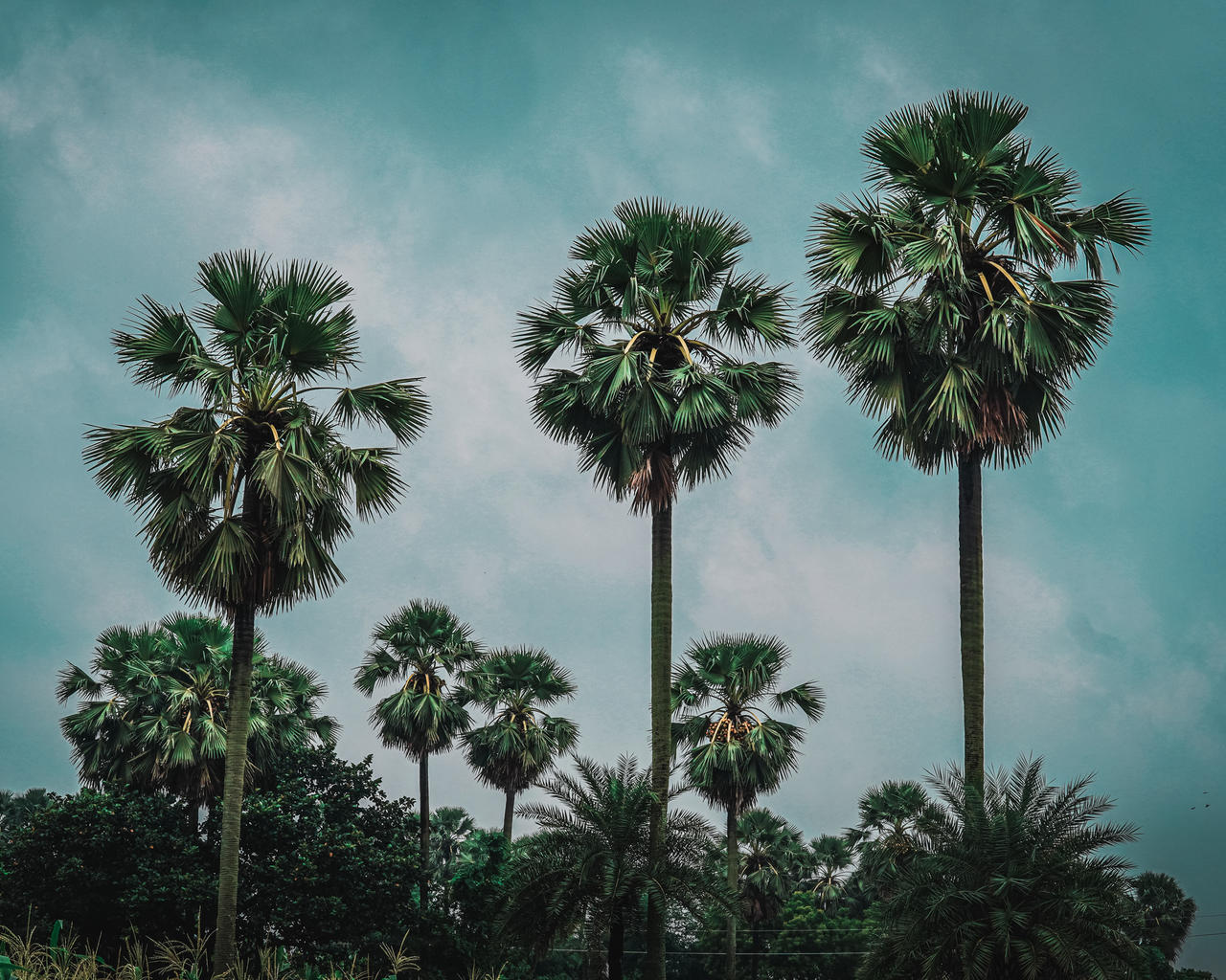 Tar Paint For Trees at Alice Pace blog