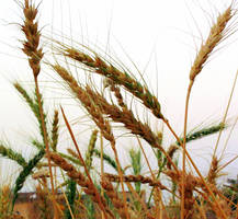 Golden Wheat Field..