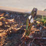 Iris in the Garden