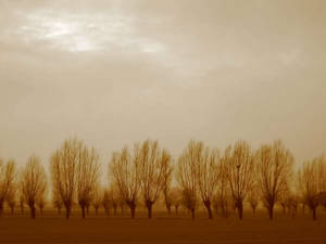 Trees of the Veneto