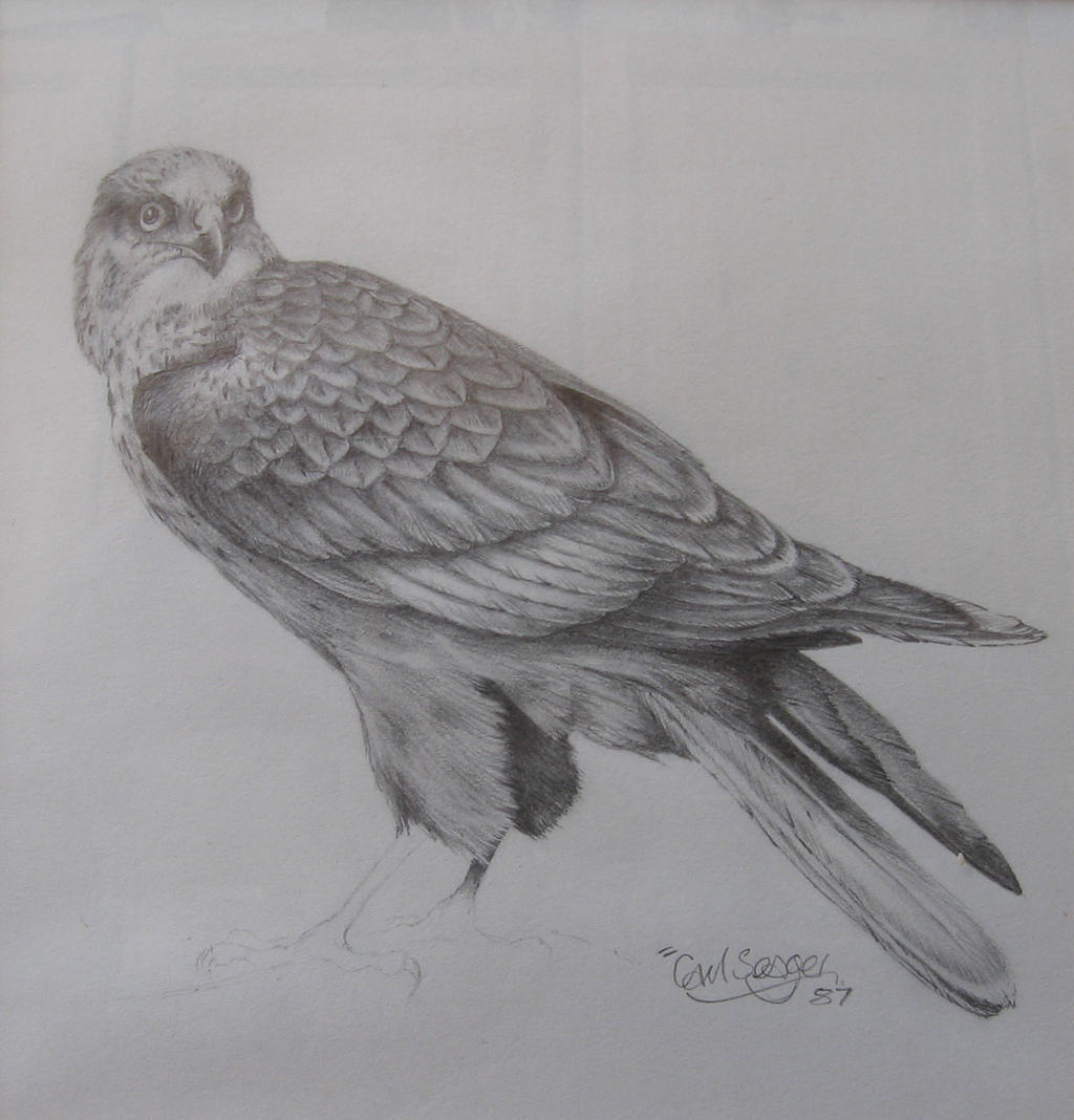 Marsh Harrier Sketch -photo through glass of frame