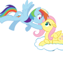 Dash and Shy