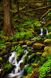 Clackamas River Trail