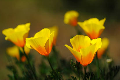 Golden Poppies