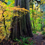 Autumn - Salmon River Trail