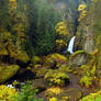 Wahclella Falls Autumn Study 2