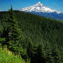 Mount Hood from Anthill Trail