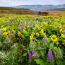 Rowena Plateau Wildflowers