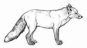 Free Fox Lineart