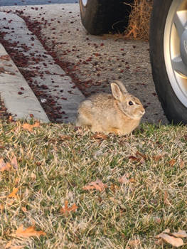 Bunny