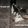 My lolcats: Eatinz your brainz